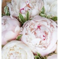 Букет нежно-розовых пионов «Снежана»