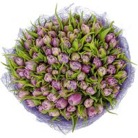 101 тюльпан нежно-фиолетовый