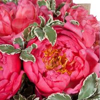 Букет коралловых пионов «Летний вальс»