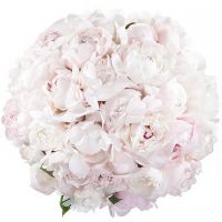 Букет из 31 нежно-розового пиона