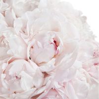 Букет из 31 нежно-розового пиона