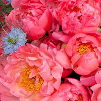 Корзина с пионами «Порхая как бабочка»