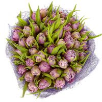 51 тюльпан нежно-фиолетовый