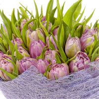 51 тюльпан нежно-фиолетовый