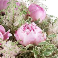 Букет из 5 пионов розовых «Королева»