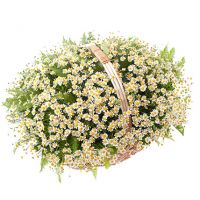 Корзина с 51 ромашкой «Весенняя мелодия»