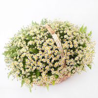 Корзина с 51 ромашкой «Весенняя мелодия»