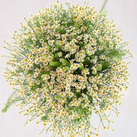 Букет ромашек «Сальвадор»