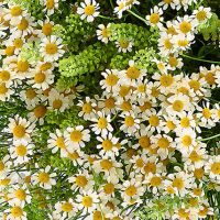 Букет ромашек «Сальвадор»