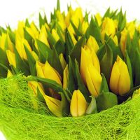 101 тюльпан желтый