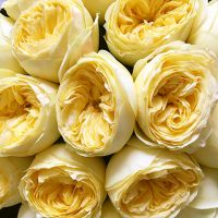 Желтые пионовидные розы «Каталина» в черной коробке Small