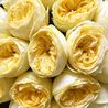Желтые пионовидные розы «Каталина» в черной коробке Royal