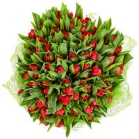 101 тюльпан красный