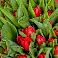 101 тюльпан красный