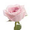 Букет из пионовидных роз «Pink O'hara»