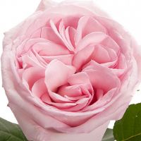 Букет из пионовидных роз «Pink O'hara»