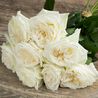 Букет из пионовидных роз «White O'hara»