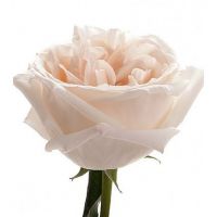 Букет из пионовидных роз «White O'hara»