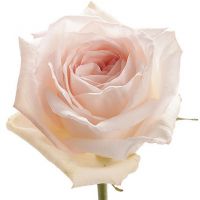 Букет из пионовидных роз «White O'hara»