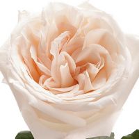 Букет из пионовидных роз «White O'hara»