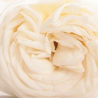 Букет из пионовидных роз «White O'hara»