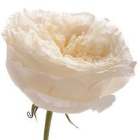 Букет из пионовидных роз Остина «Patiece»