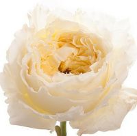 Букет из пионовидных роз Остина «Patiece»