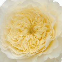 Букет из пионовидных роз Остина «Patiece»