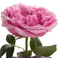 Букет из пионовидных роз Остина «Miranda»