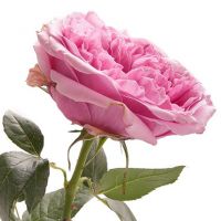 Букет из пионовидных роз Остина «Miranda»