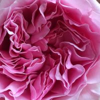 Букет из пионовидных роз Остина «Miranda»