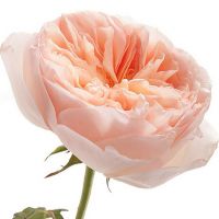 Букет из пионовидных роз Остина «Juliet»