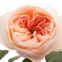 Букет из пионовидных роз Остина «Juliet»