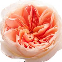 Букет из пионовидных роз Остина «Juliet»