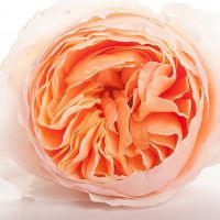 Букет из пионовидных роз Остина «Juliet»