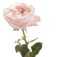 Букет из пионовидных роз Остина «Keira»