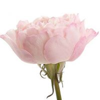 Букет из пионовидных роз Остина «Keira»