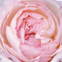 Букет из пионовидных роз Остина «Keira»