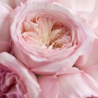 Букет из пионовидных роз Остина «Keira»