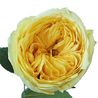 Букет из желтых пионовидных роз «Catalina»