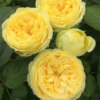 Букет из желтых пионовидных роз «Catalina»