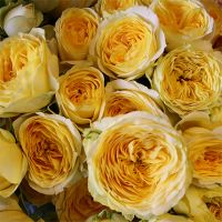 Букет из желтых пионовидных роз «Catalina»