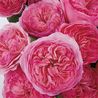 Букет из розовых пионовидных роз «Мария Терезия»