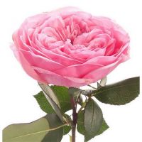 Букет из розовых пионовидных роз «Мария Терезия»