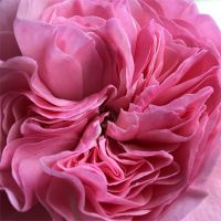 Букет из розовых пионовидных роз «Мария Терезия»