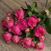 Букет из розовых пионовидных роз «Pink piano»