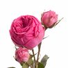 Букет из розовых пионовидных роз «Pink piano»