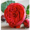 Букет из красных пионовидных роз «Red piano»