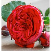 Букет из красных пионовидных роз «Red piano»