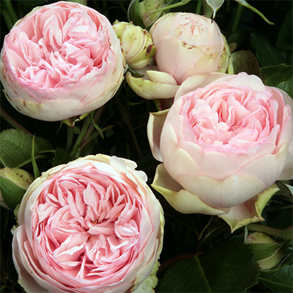 Букет из нежно-розовых пионовидных роз «Bridal piano»